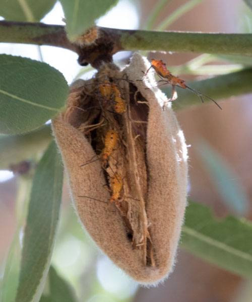 Infected Almond