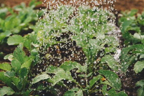 row crops being watered