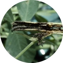 Lesser Cornstalk Borer and Soybean Looper