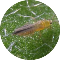 Thrips