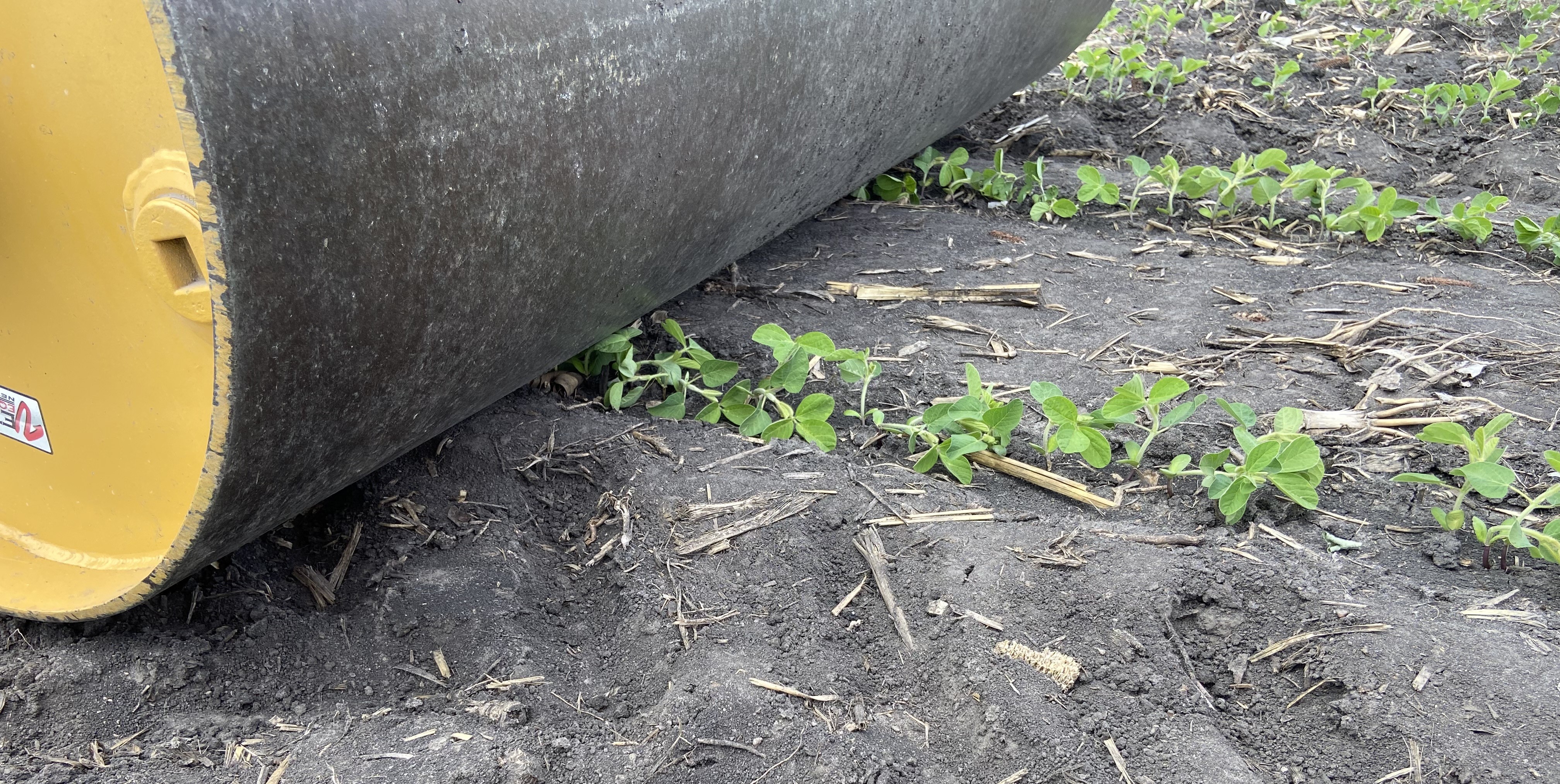 Figure 1. Soybeans rolled with drum roller at Slater, IA (left) and ran over with the tire of a utility vehicle at Malta, IL (right)