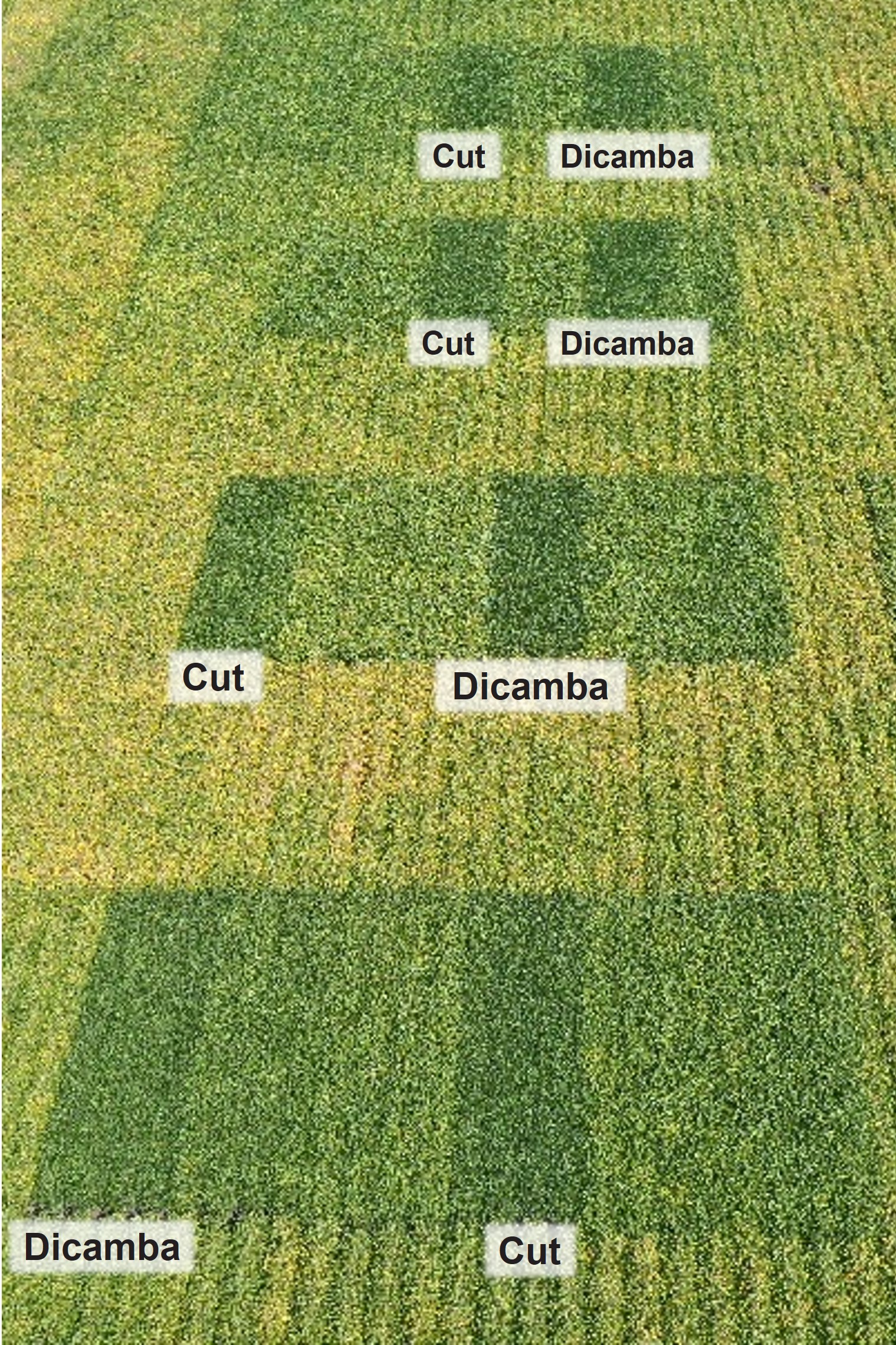 Figure 5. Plots labeled with dicamba or cut treatment for each rep at Slater, IA in 2023. Plots are 4 rows wide. Plants in the dicamba and cut treatments were stunted and behind in growth all season resulting in delay in maturity compared to other treatments.