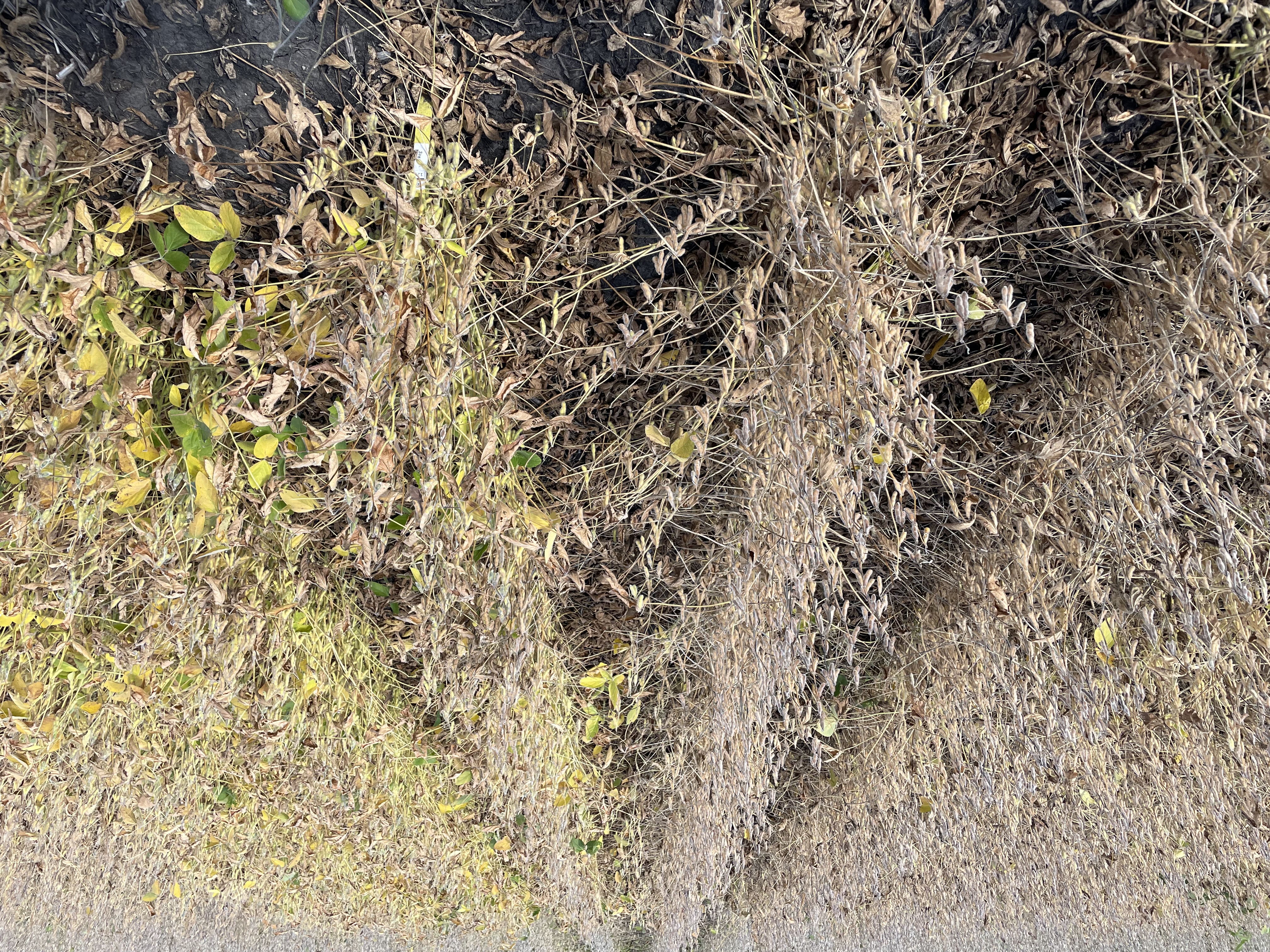 Figure 6. Difference in soybean senescence between untreated (left) and cut soybeans (right) at Slater, IA in 2023.