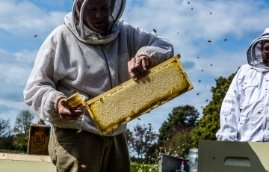 Commitment to Bees