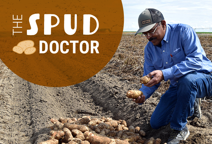 Kiran Shetty, Ph.D., kneeling in a field inspecting potatotes.