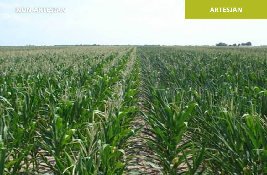 Competitive hybrid (left) vs. Artesian hybrid (right) | Audrain County, Missouri 2012