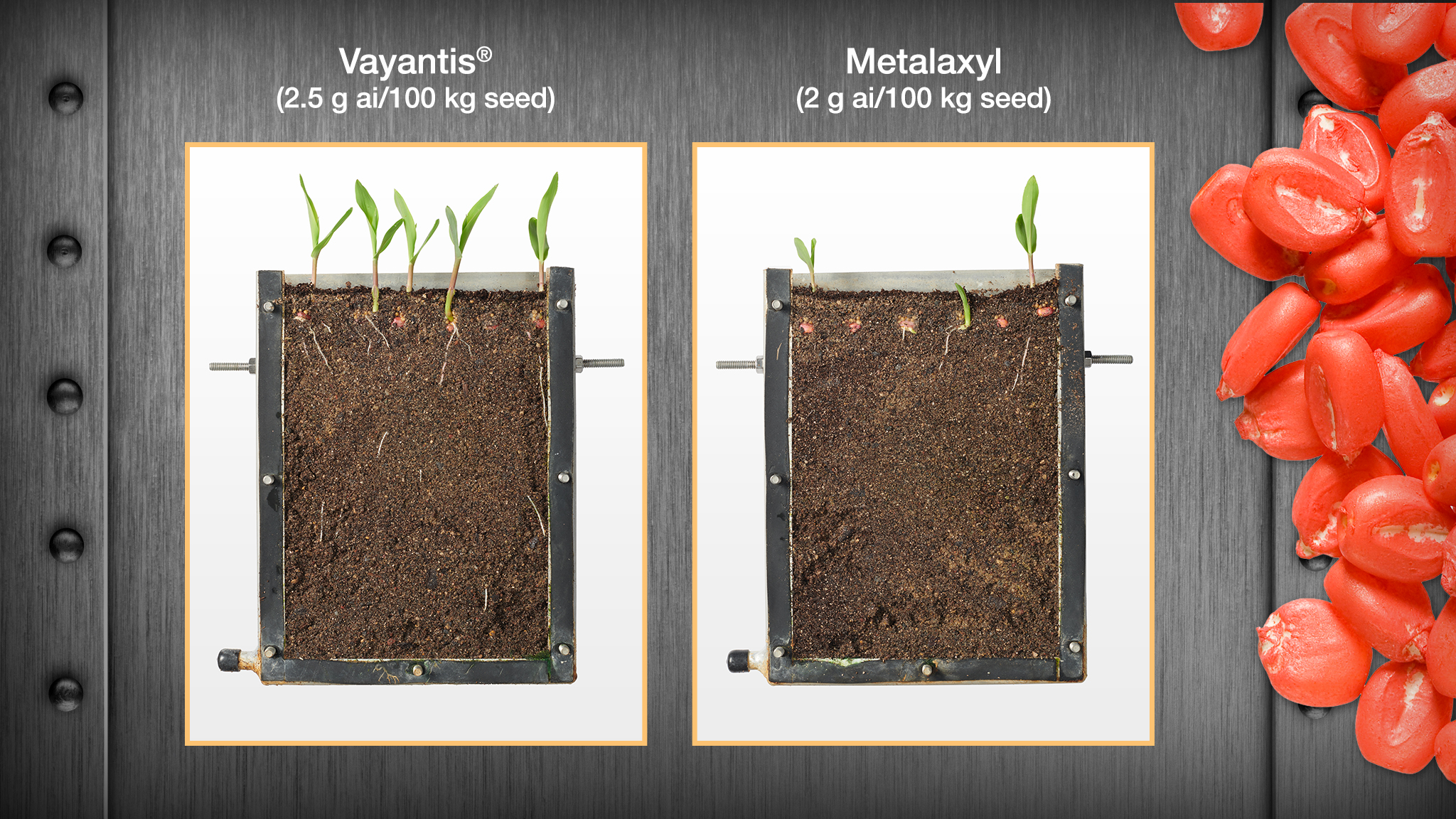 Comparison between corn seedlings from Syngenta trials in Stanton, MN, 2020