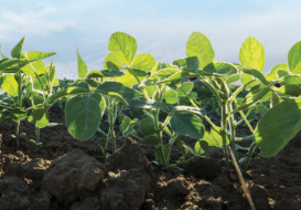 Soybeans in the field