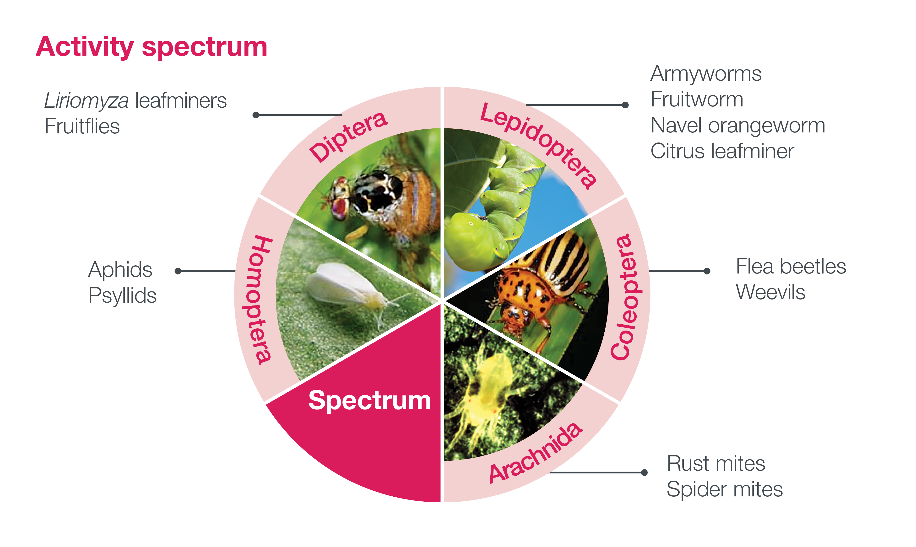 Minecto Pro Activity Spectrum