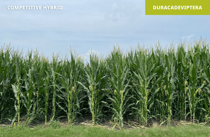 Non-traited hybrid (left) vs. Duracade hybrid (right) | Slater, IA 2021