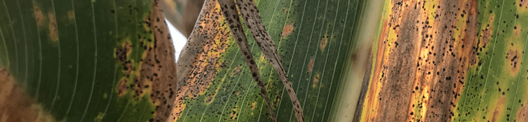 Tar Spot on leaves