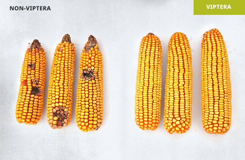 Ear damage from western bean cutworm in Clearwater, NE in 2022. Hybrid without Viptera (left) vs. hybrid with Viptera (right)